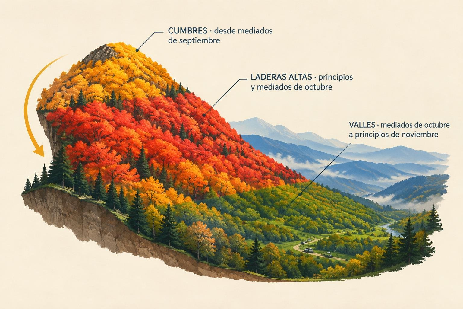Ilustración en corte de una montaña de los Smokies con franjas de color otoñal que bajan desde la cumbre hacia el valle entre septiembre y noviembre