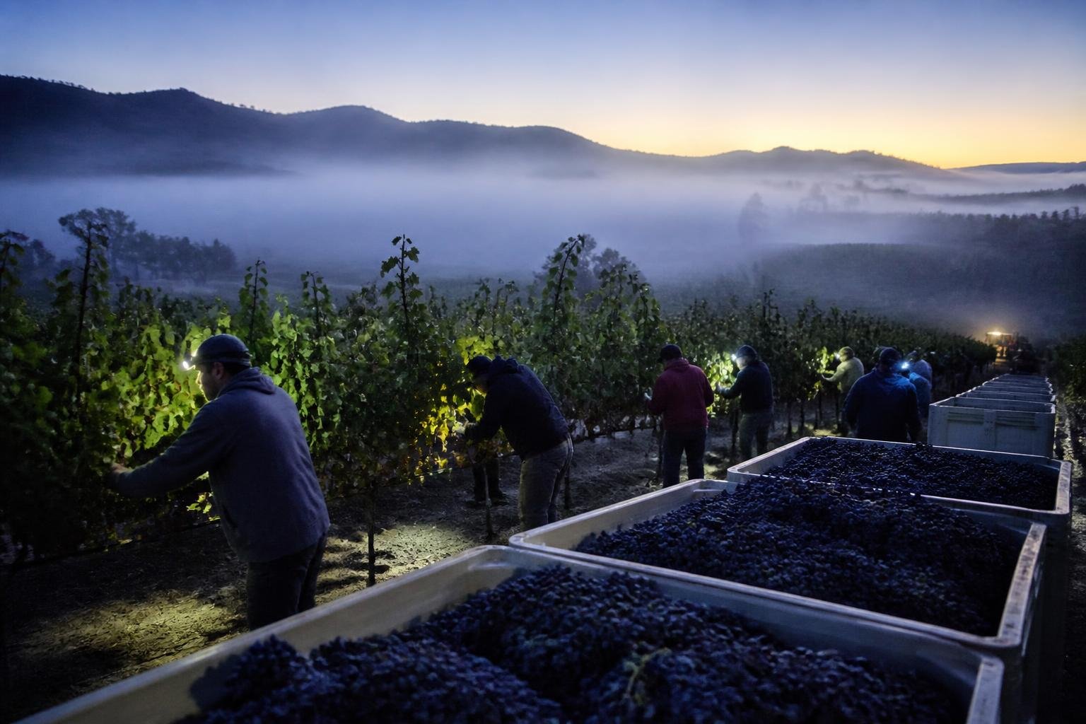 Napa y Sonoma en vendimia: el viaje que todo amante del vino tiene pendiente